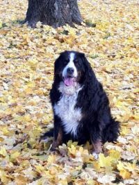 From wet feet in the river to taking a break in a sea of leaves