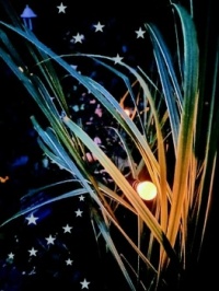 🌙Night 🌟 in the garden🌙