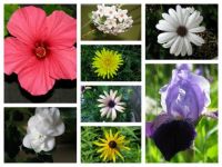 Flower col 1