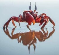 Beautiful Crab and Reflection