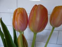 Orange Tulips (2)