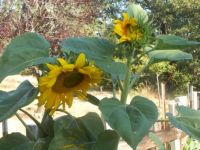 Produce Garden - Our Big Sunflowers