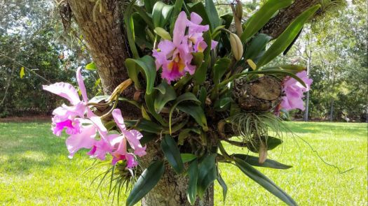 Backyard Orchids 2019