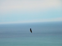 Eagle Flight over Kachemak Bay, Alaska