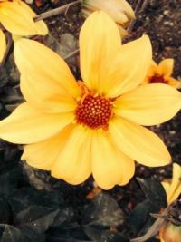Fair flowers