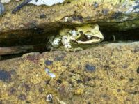 Frog in my garden