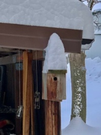 snowy bird house