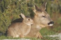 bunny and deer