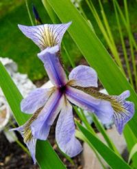 Cottage Garden Flowers - Wild Iris