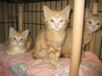 Kittens at the SPCA