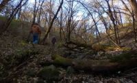 Kilen Woods Shade