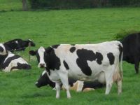 Milk production unit near Shrewsbury