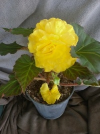 yellow begonia