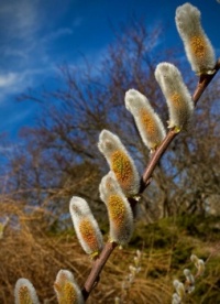 WEEPING WILLOWS TREE BUDS
