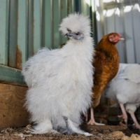 Hen or Roster?