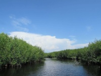 Mangrove swamp in the Everglades