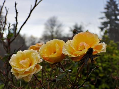 Raindrops on Roses in Winter