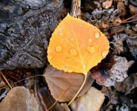 Aspen Leaf with Rain Drops