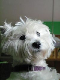 I miss my puppy