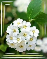 🤍🌿Delicate white🌿🤍
