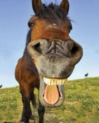 horse-face