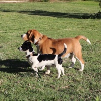 Beagle & Jack Russel