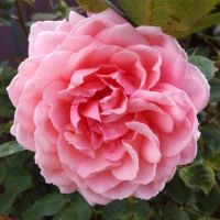 New Zealand Rose