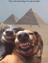 Traveling with dogs
