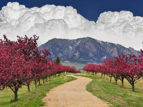 Cherry Blossoms Flatirons Boulder Colorado