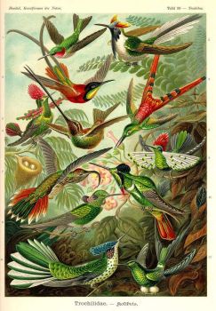 Hummingbirds, from: Ernst Haeckel, Kunstformen der Natur, 1899-1904. (Trochilidae,  Tafel 99)