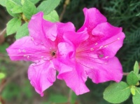 Azaleas in Baton Rouge