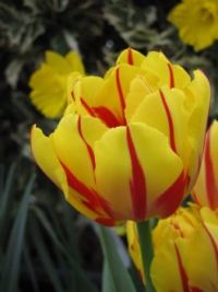 Think Spring