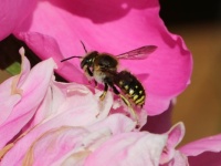 European wool carder bee - Anthidium manicatum (Grote wolbij)