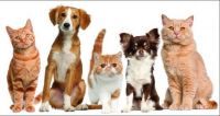 Line of Pets, large