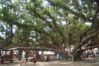 Lahana Banyan Tree