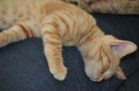 Happy, relaxed kitty