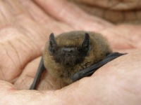a bat in the hand