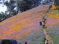 Mountain in California covered with California poppies and Lupines