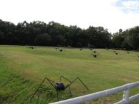 Spiders!