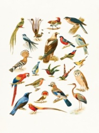 22 Species of Birds