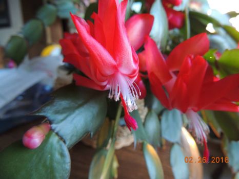 2nd bloom of "Christmas" cactus this season