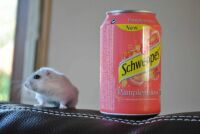 schweppes