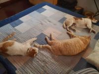 azlan, harry, and Max