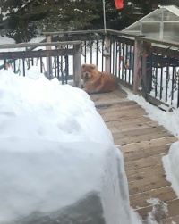 No More Snow