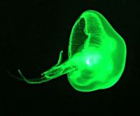 Great Lakes Aquarium Jellyfish, Duluth, Minnesota