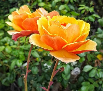 Twin Orange Roses