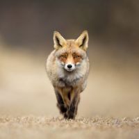 Foxy