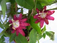 Passiflora "Lady Margret"