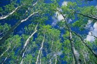Dezadeash Yukon Canada Boreal Forest