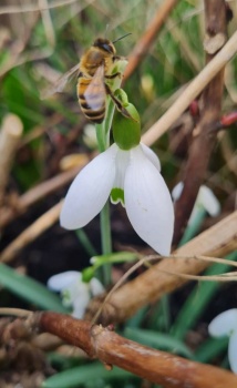 Schneeglöckchen und Biene